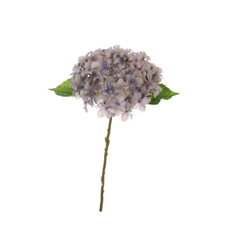 Hortensie cu tijă scurtă, 40 cm, albastru