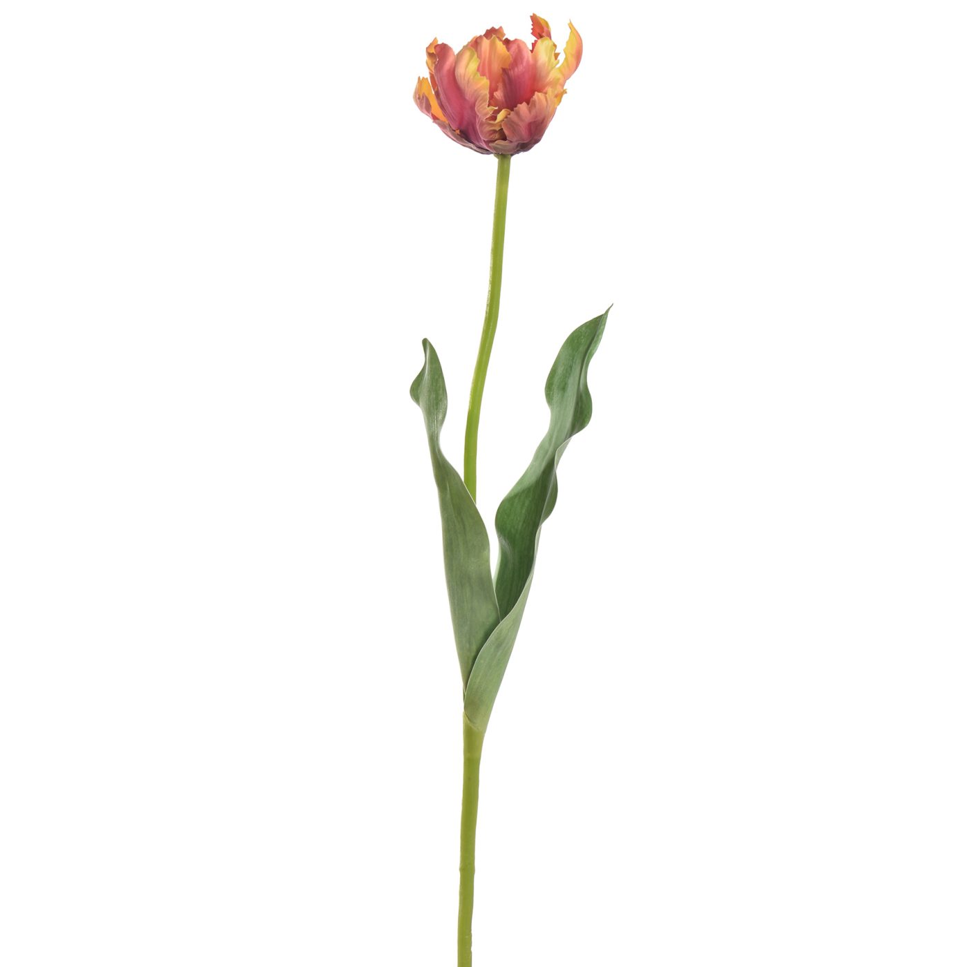 Parrot tulip 66cm orange